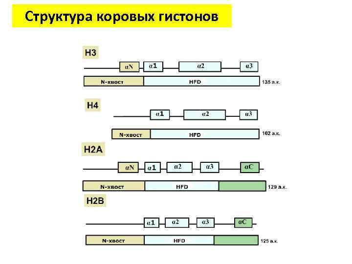 Структура коровых гистонов 