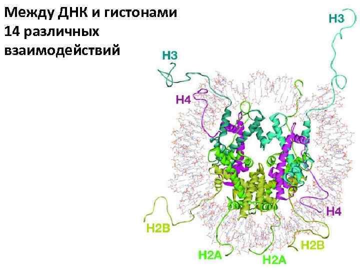 Между ДНК и гистонами 14 различных взаимодействий 