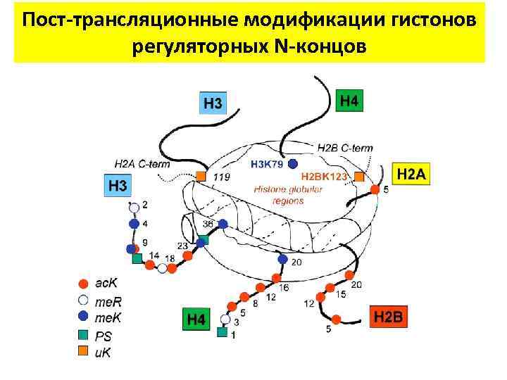 Пост-трансляционные модификации гистонов регуляторных N-концов 