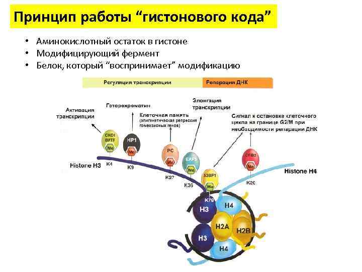 Принцип работы “гистонового кода” • Аминокислотный остаток в гистоне • Модифицирующий фермент • Белок,