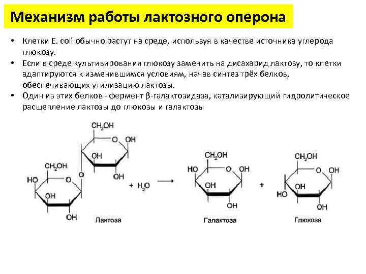 Механизм работы лактозного оперона • Клетки Е. coli обычно растут на среде, используя в