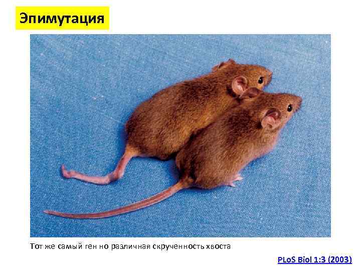 Эпимутация Тот же самый ген но различная скрученность хвоста PLo. S Biol 1: 3