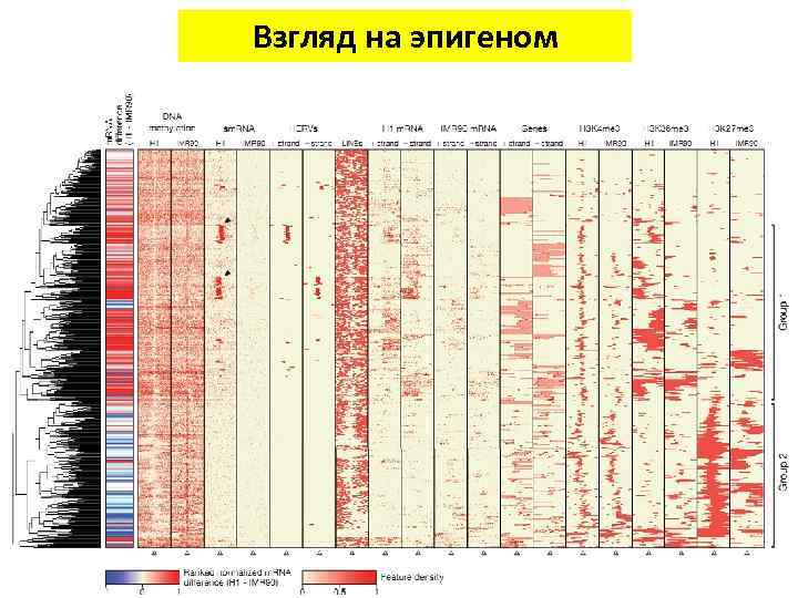 Взгляд на эпигеном 