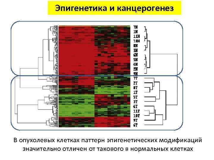 Эпигенетика и канцерогенез В опухолевых клетках паттерн эпигенетических модификаций значительно отличен от такового в