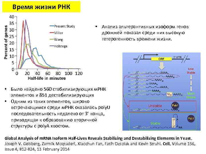 Время жизни РНК • Анализ альтерантивных изоформ генов дрожжей показал среди них высокую гетерогенность