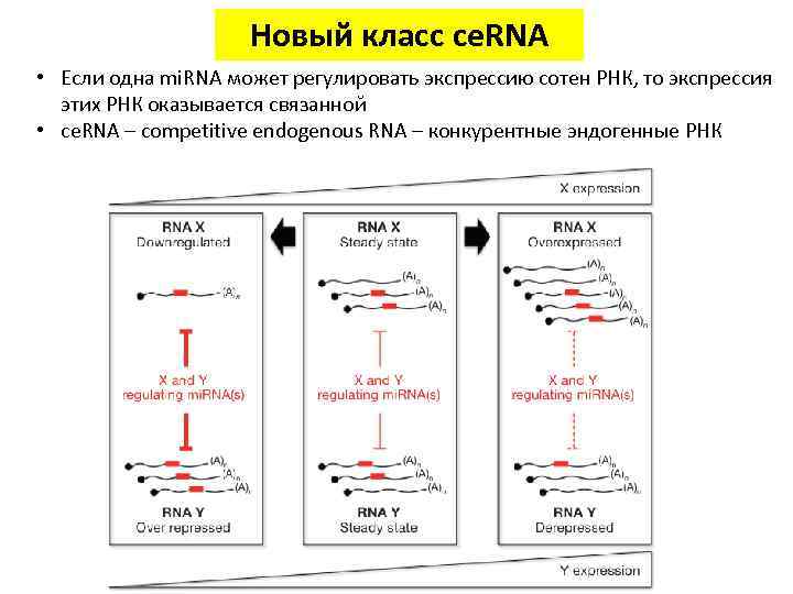 Новый класс ce. RNA • Если одна mi. RNA может регулировать экспрессию сотен РНК,