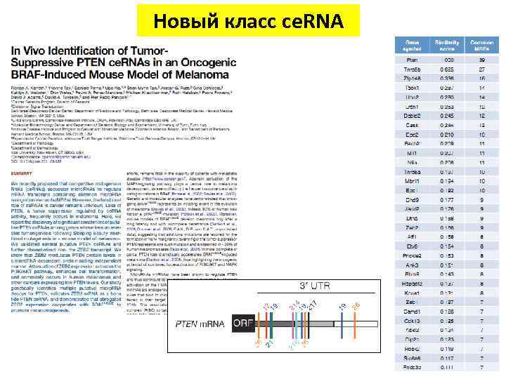 Новый класс ce. RNA 