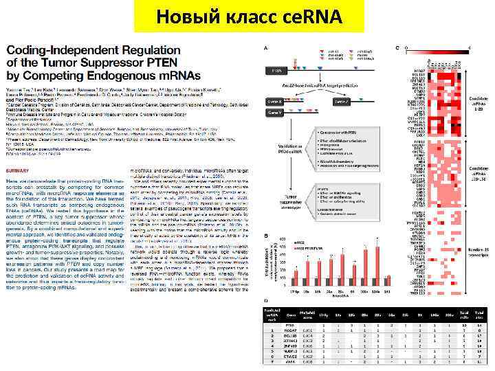 Новый класс ce. RNA 