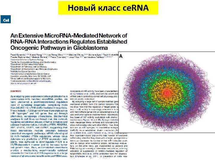 Новый класс ce. RNA 