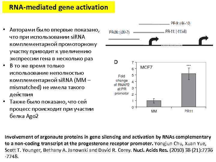 RNA-mediated gene activation • Авторами было впервые показано, что при использовании si. RNA комплементарной