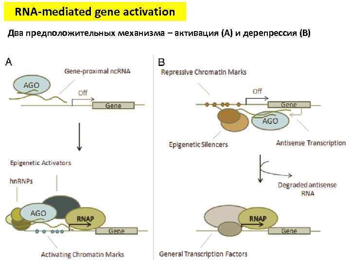 RNA-mediated gene activation Два предположительных механизма – активация (A) и дерепрессия (B) 