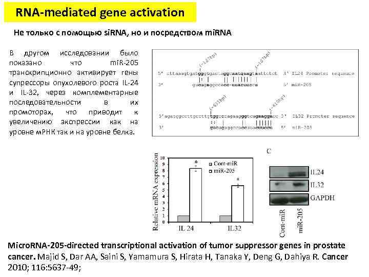 RNA-mediated gene activation Не только с помощью si. RNA, но и посредством mi. RNA