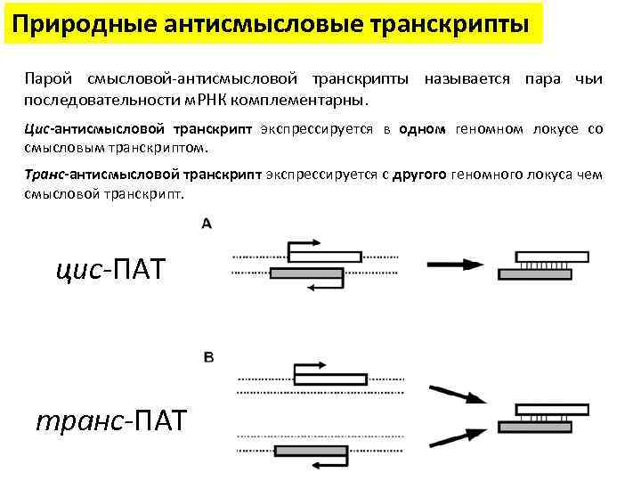 Природные антисмысловые транскрипты Парой смысловой-антисмысловой транскрипты называется пара чьи последовательности м. РНК комплементарны. Цис-антисмысловой