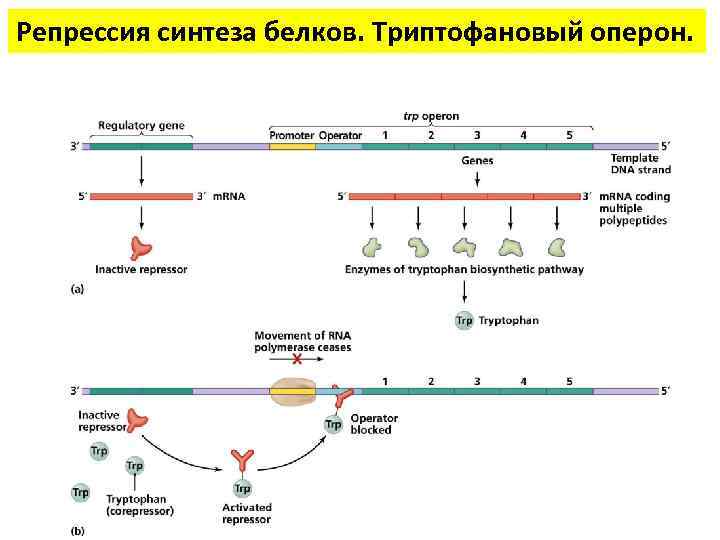 Репрессия синтеза белков. Триптофановый оперон. 