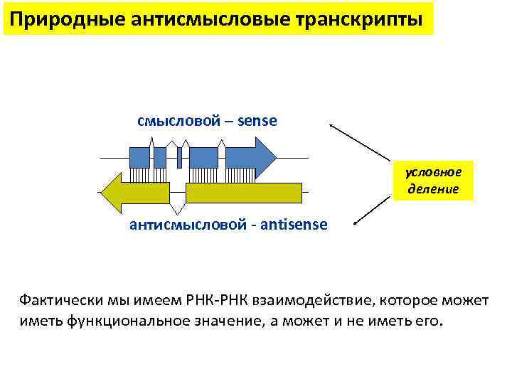 Природные антисмысловые транскрипты смысловой – sense условное деление антисмысловой - antisense Фактически мы имеем