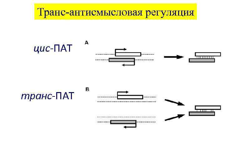 Транс-антисмысловая регуляция цис-ПАТ транс-ПАТ 