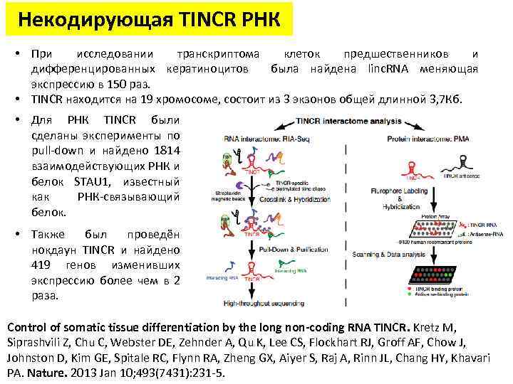 Некодирующая TINCR РНК • При исследовании транскриптома клеток предшественников и дифференцированных кератиноцитов была найдена