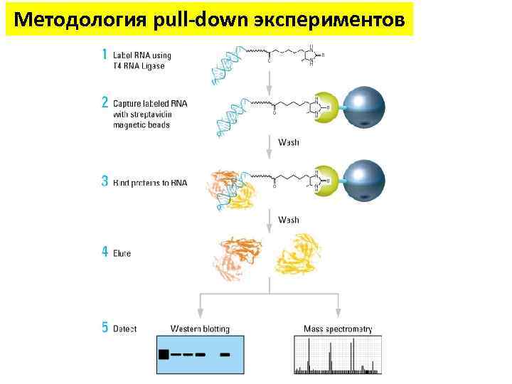 Методология pull-down экспериментов 