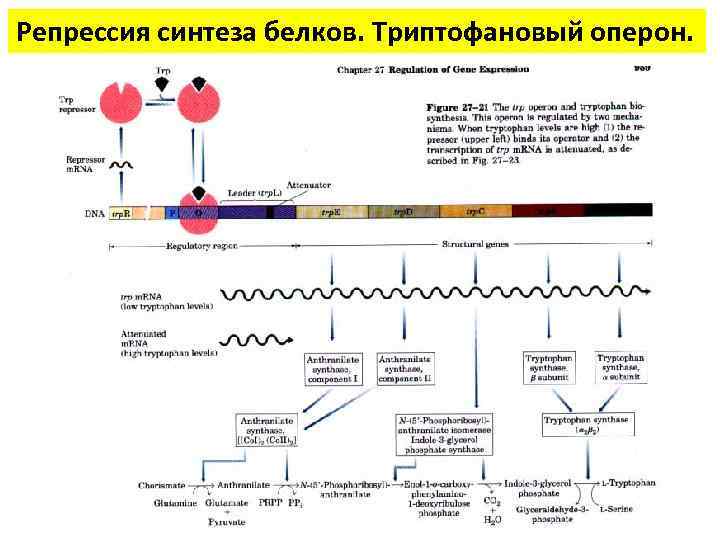 Репрессия синтеза белков. Триптофановый оперон. 