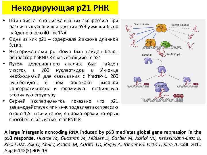 Некодирующая p 21 РНК • При поиске генов изменяющих экспрессию при различных условиях индукции