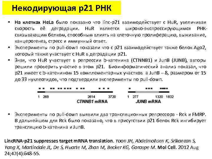 Некодирующая p 21 РНК • На клетках He. La было показано что linc-p 21