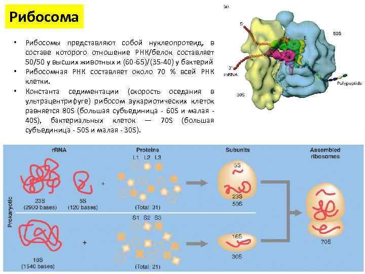 Рибосома • • • Рибосомы представляют собой нуклеопротеид, в составе которого отношение РНК/белок составляет