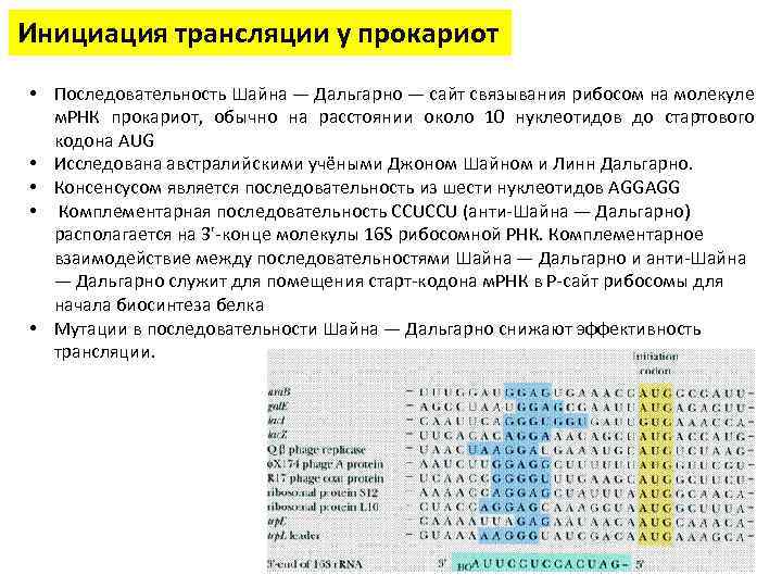 Инициация трансляции у прокариот • Последовательность Шайна — Дальгарно — сайт связывания рибосом на