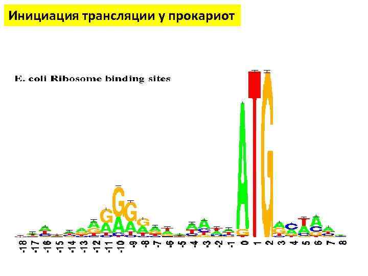 Инициация трансляции у прокариот 