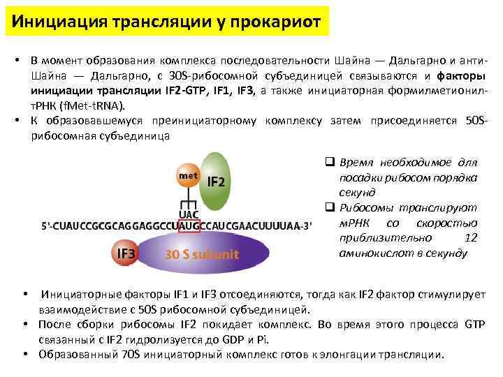 Инициация трансляции у прокариот • В момент образования комплекса последовательности Шайна — Дальгарно и