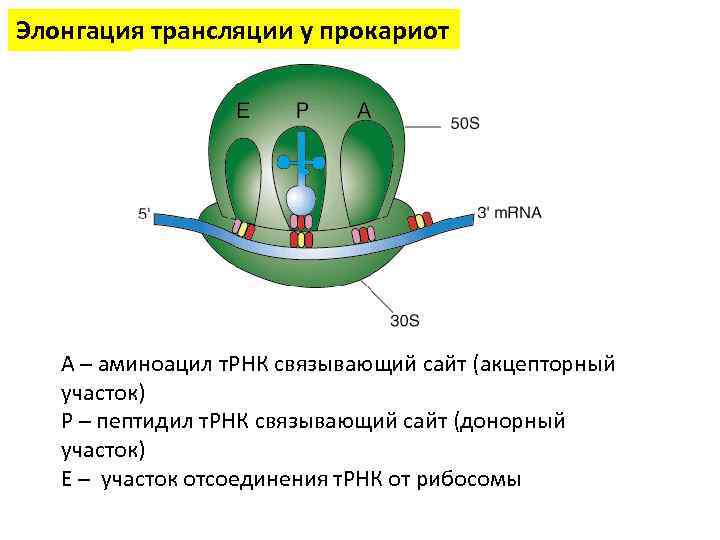Элонгация трансляции у прокариот А – аминоацил т. РНК связывающий сайт (акцепторный участок) Р