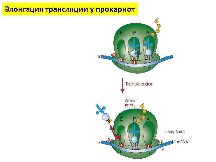 Элонгация трансляции у прокариот 