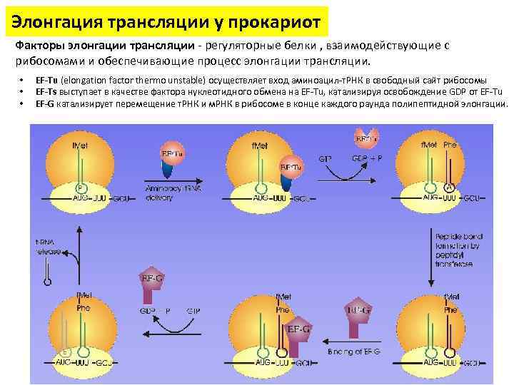 Элонгация трансляции у прокариот Факторы элонгации трансляции - регуляторные белки , взаимодействующие с рибосомами