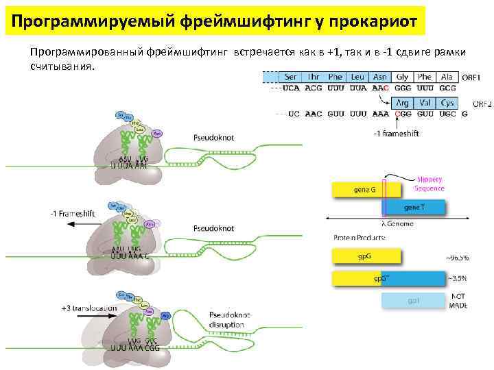 Программируемый фреймшифтинг у прокариот Программированный фреймшифтинг встречается как в +1, так и в -1