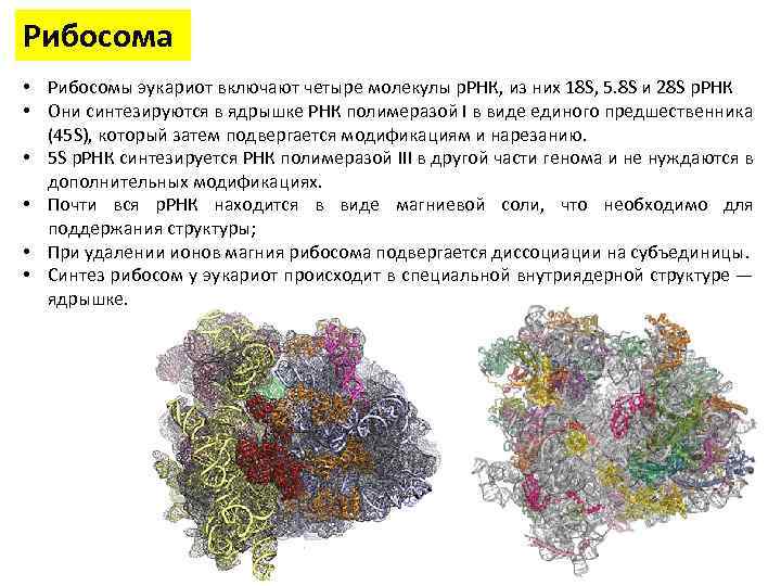 Рибосома • Рибосомы эукариот включают четыре молекулы р. РНК, из них 18 S, 5.