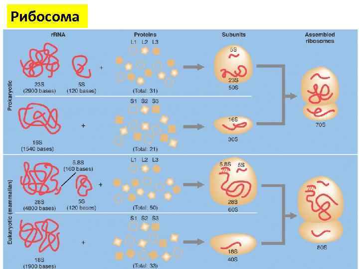 Рибосома 