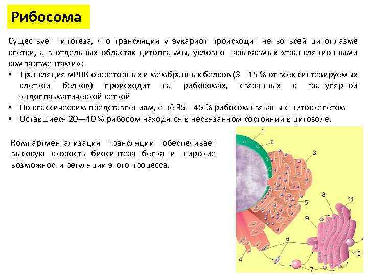 Рибосома Существует гипотеза, что трансляция у эукариот происходит не во всей цитоплазме клетки, а