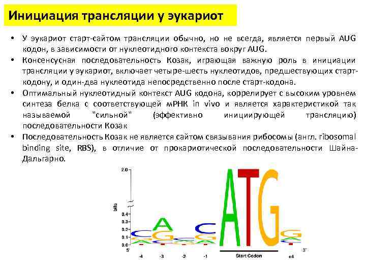 Инициация трансляции у эукариот