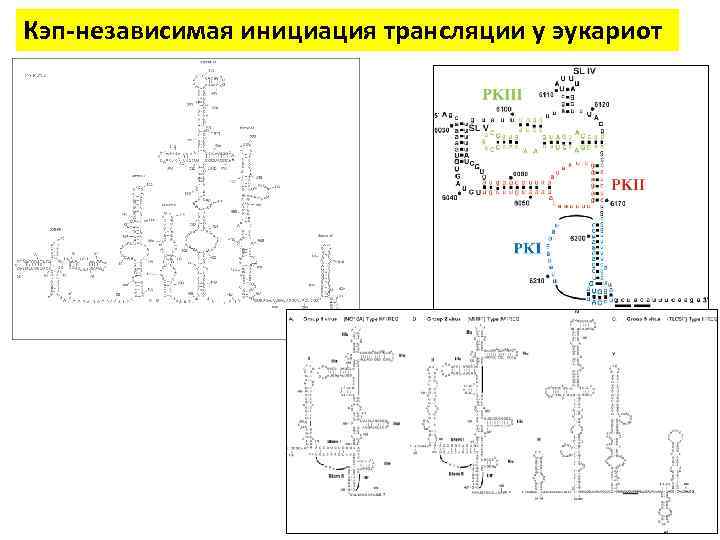 Кэп-независимая инициация трансляции у эукариот 