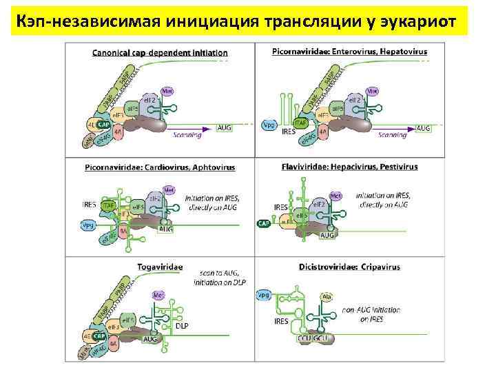 Кэп-независимая инициация трансляции у эукариот 