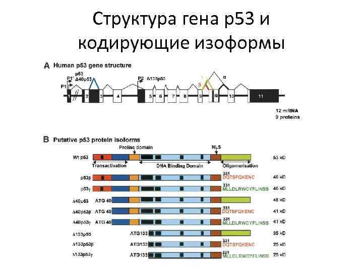 Структура гена р53 и кодирующие изоформы 