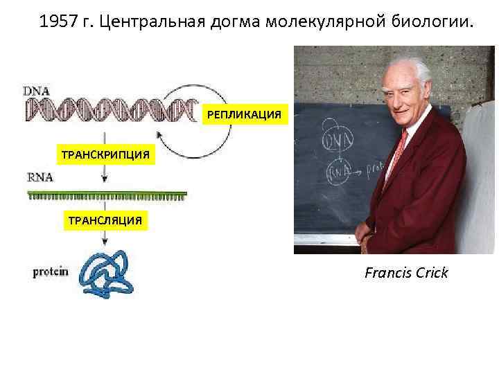 1957 г. Центральная догма молекулярной биологии. РЕПЛИКАЦИЯ ТРАНСКРИПЦИЯ ТРАНСЛЯЦИЯ Francis Crick 