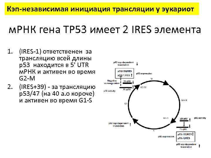 Кэп-независимая инициация трансляции у эукариот м. РНК гена TP 53 имеет 2 IRES элемента