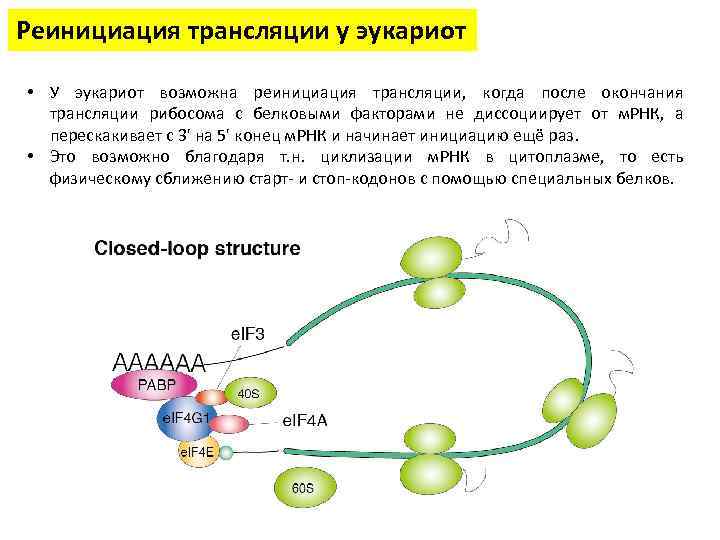 Особенности трансляции у эукариот