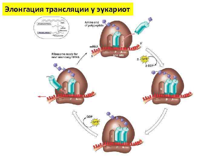 Элонгация трансляции у эукариот 