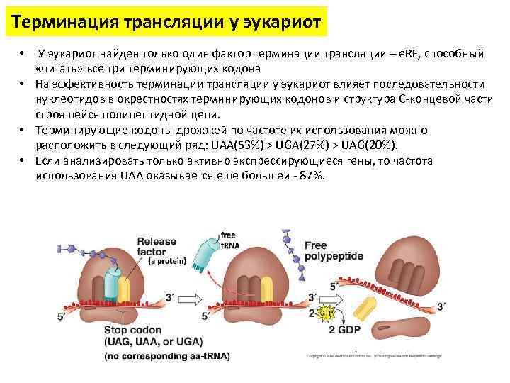 Терминация трансляции у эукариот • У эукариот найден только один фактор терминации трансляции –