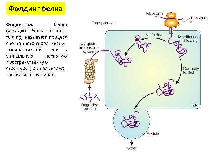 Фолдинг белка Фолдингом белка (укладкой белка, от англ. folding) называют процесс спонтанного сворачивания полипептидной