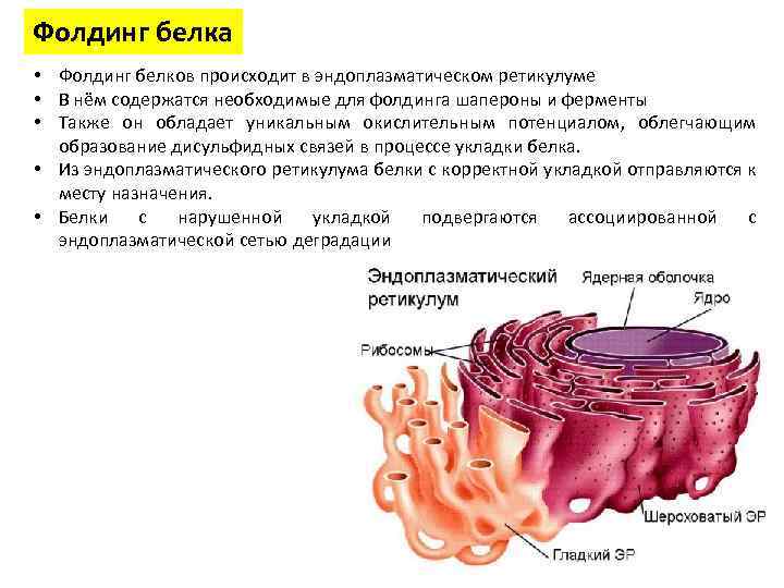 Фолдинг белка • Фолдинг белков происходит в эндоплазматическом ретикулуме • В нём содержатся необходимые