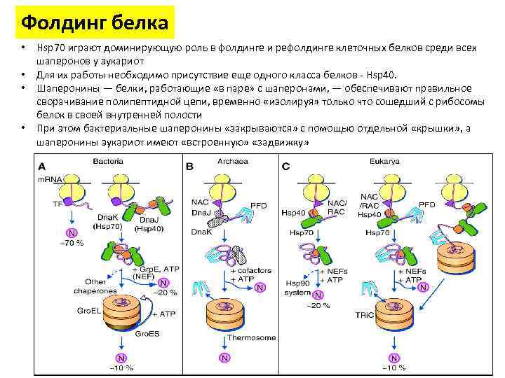 Фолдинг белка • • Hsp 70 играют доминирующую роль в фолдинге и рефолдинге клеточных