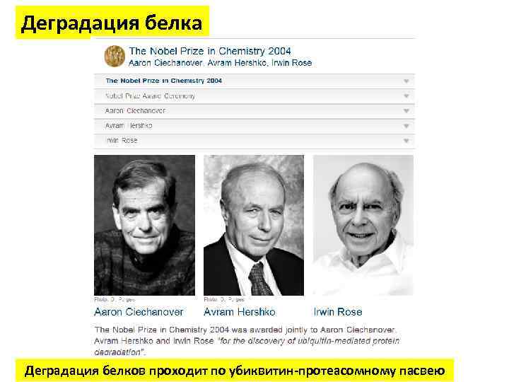 Деградация белка Деградация белков проходит по убиквитин-протеасомному пасвею 