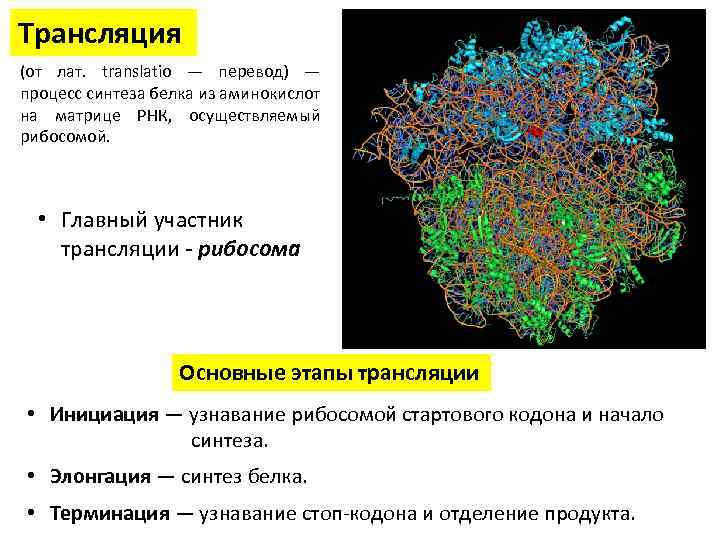 Трансляция (от лат. translatio — перевод) — процесс синтеза белка из аминокислот на матрице